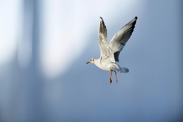 Flock of birds flying over open sky representing academic freedom and change in Canada